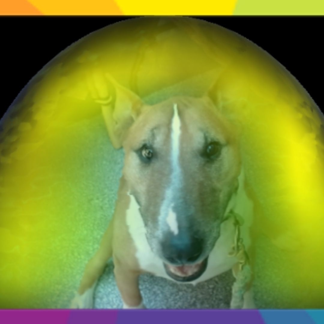 Pet Aura Sessions at Adoratherapy: Your dog's aura is beautiful